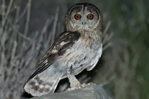 Omani Owl