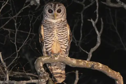 Chaco Owl