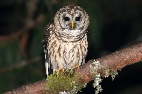 Fulvous Owl