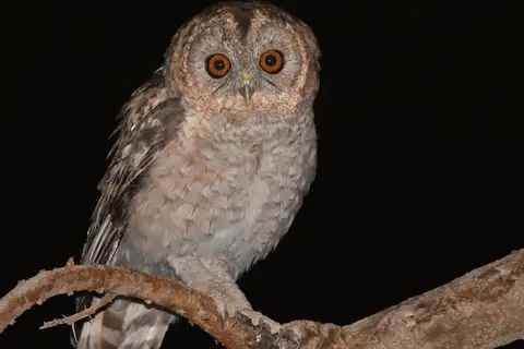 Desert Owl