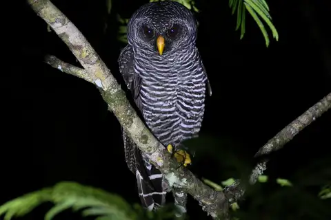 Black-banded Owl
