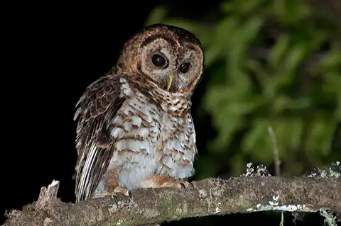 Rusty-barred Owl