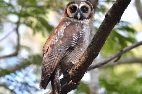 Brown Wood Owl