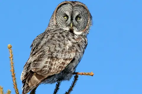 Great Grey Owl
