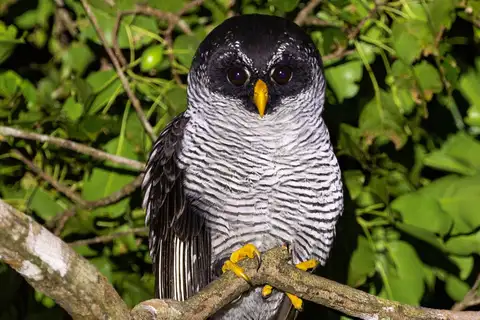 Black-and-white Owl