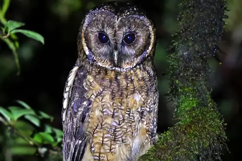 Himalayan Owl