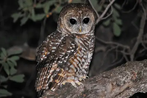 Spotted Owl