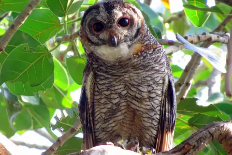 Mottled Wood Owl