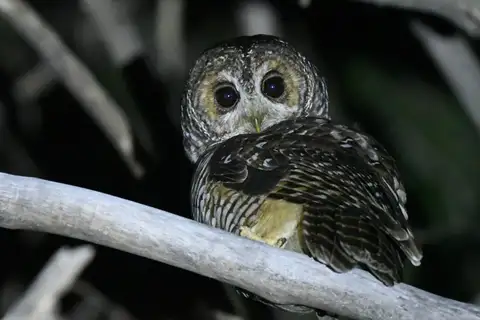 Rufous-legged Owl
