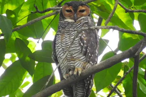 Spotted Wood Owl