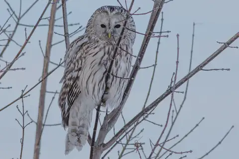 Ural Owl