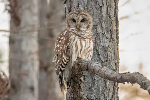 Barred Owl