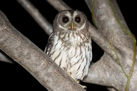 Mottled Owl