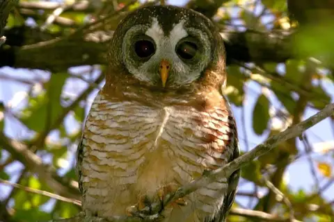 African Wood Owl
