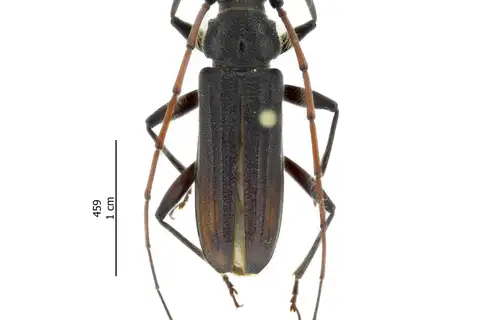 Teak Trunk Borer