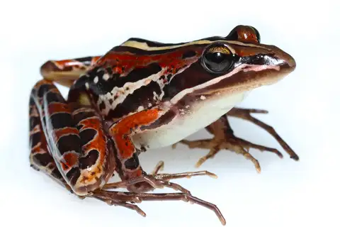 Banded Stream Frog