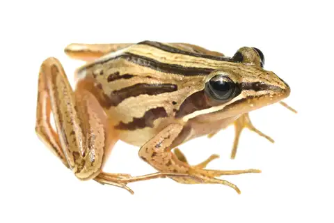 Striped Stream Frog