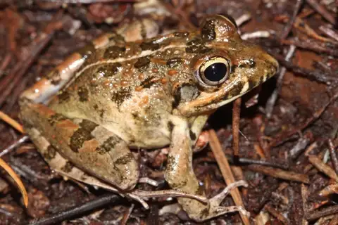 Clicking Stream Frog