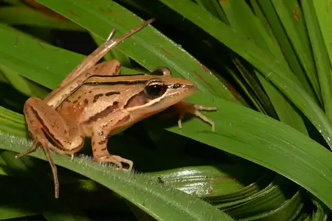 Mount Meru Stream Frog