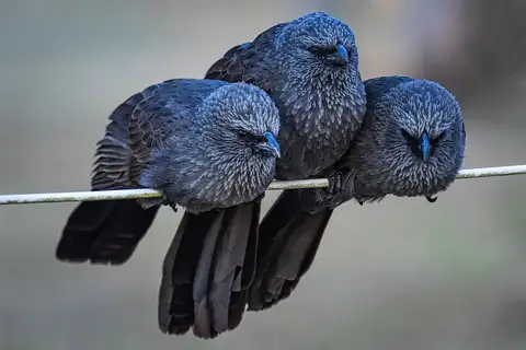 Apostlebird