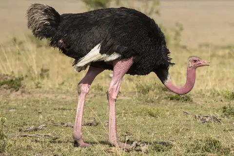 Common Ostrich