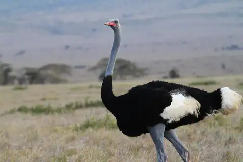 Somali Ostrich