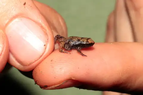 Stumpffia obscoena