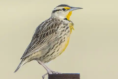Chihuahuan Meadowlark