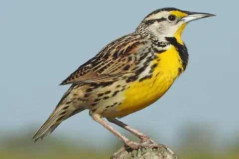 Eastern Meadowlark