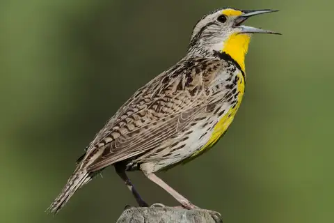 Western Meadowlark