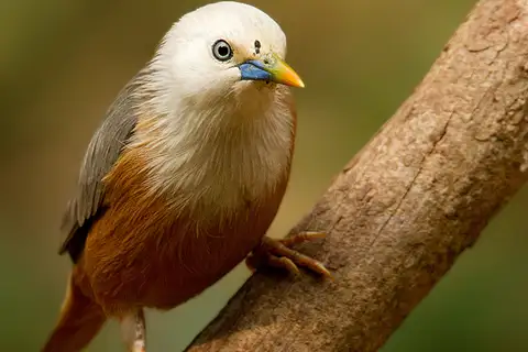 Malabar Starling