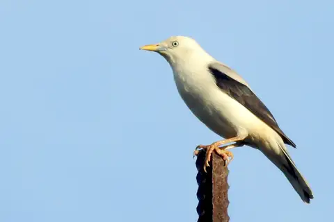 White-headed Starling