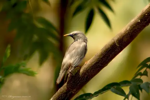 Chestnut-tailed Starling