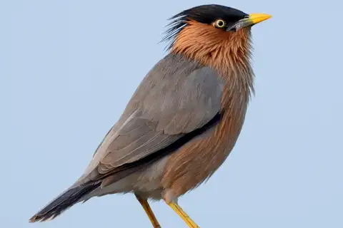 Brahminy Starling