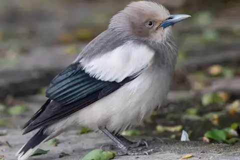 White-shouldered Starling