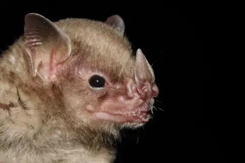 Honduran Yellow-shouldered Bat