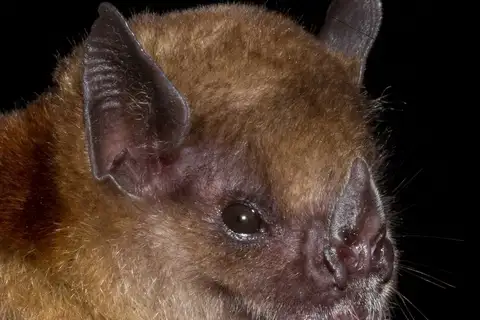 Little Yellow-shouldered Bat