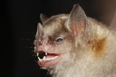Northern Yellow-shouldered Bat