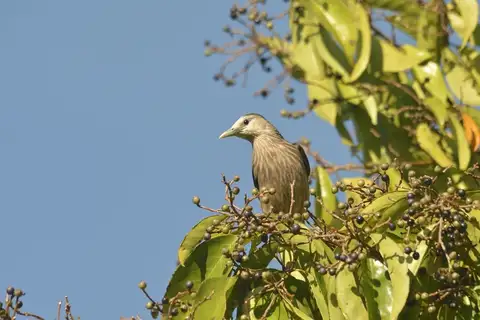 White-faced Starling
