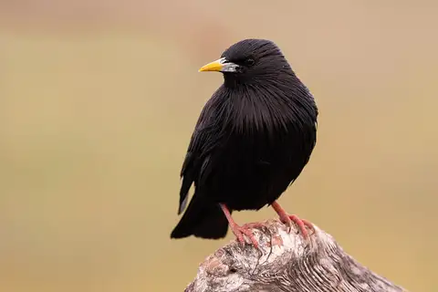 Spotless Starling