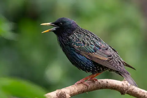 Common Starling