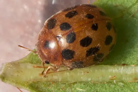 24-spot Ladybird