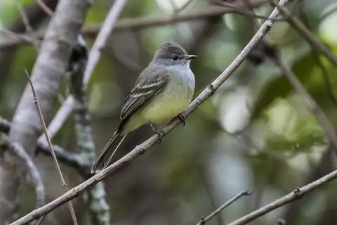 Northern Scrub Flycatcher
