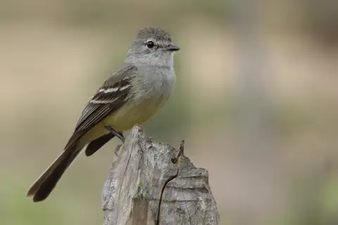 Southern Scrub Flycatcher