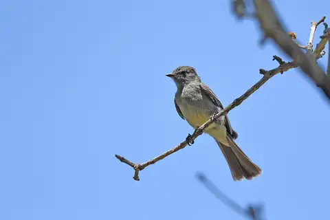 Amazonian Scrub Flycatcher