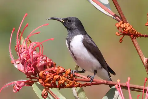 Black Honeyeater