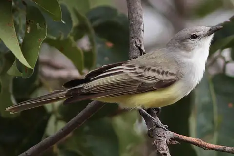 Suiriri Flycatcher