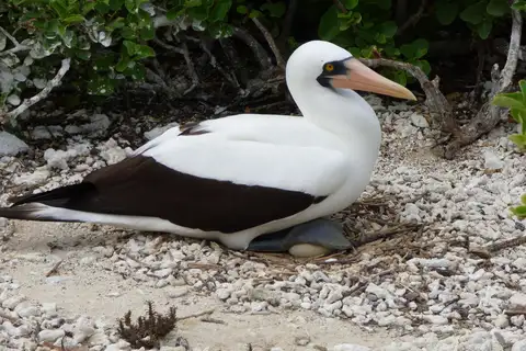 Nazca Booby