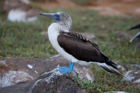Blue-footed Booby