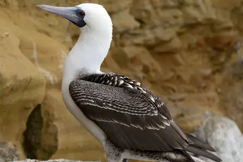 Peruvian Booby